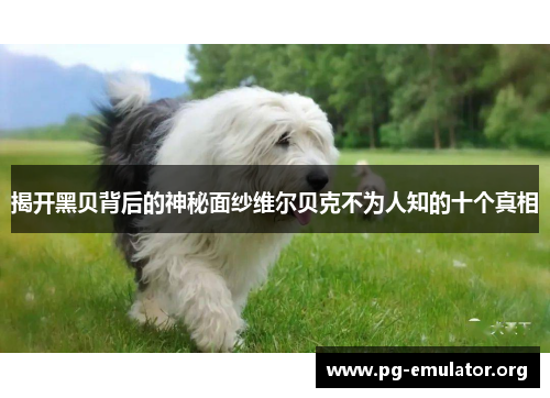 揭开黑贝背后的神秘面纱维尔贝克不为人知的十个真相 揭开黑贝背后的神秘面纱维尔贝克不为人知的十个真相